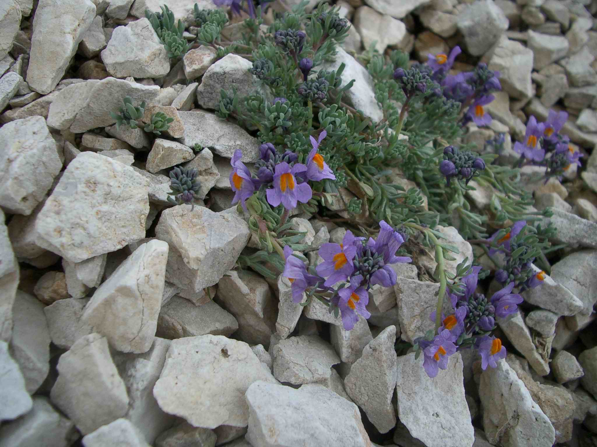 Linaria alpina